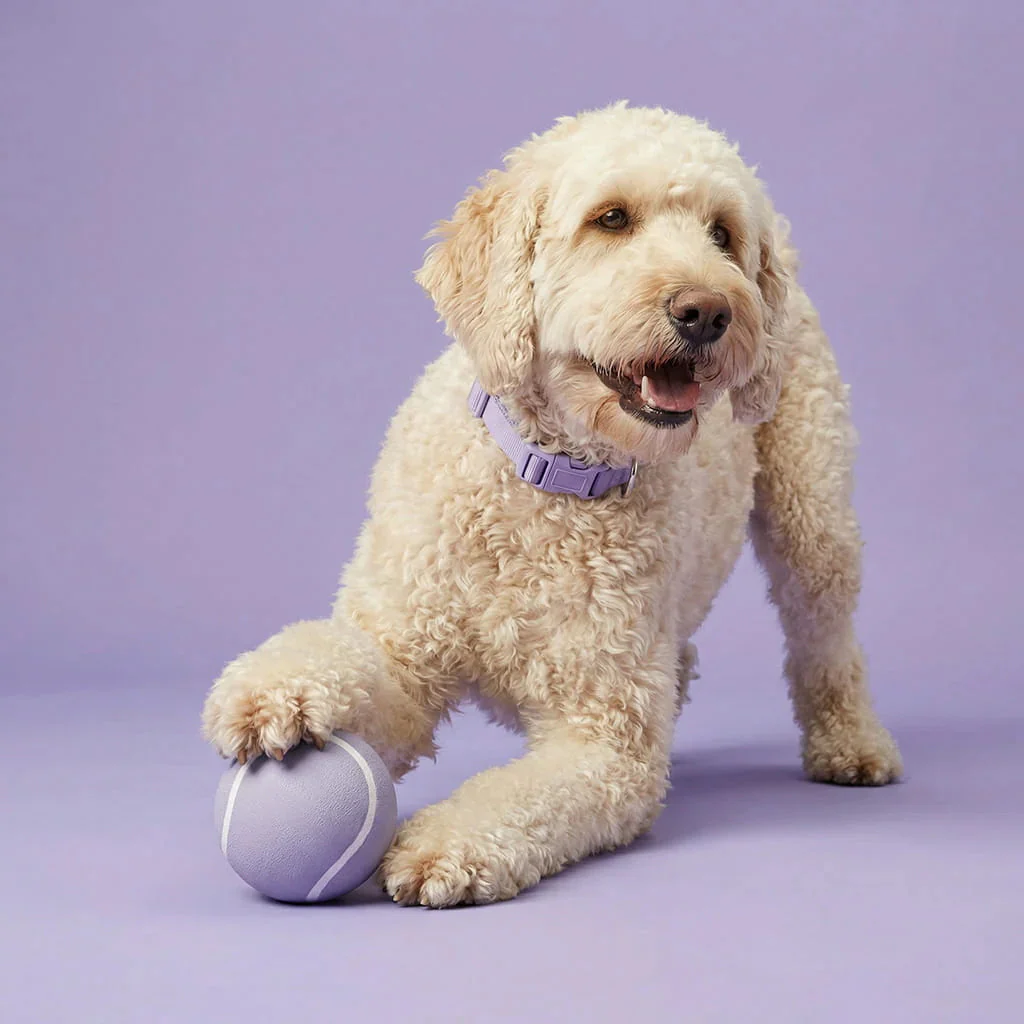 Spring Into Playtime: How to Keep Pets Engaged and Happy