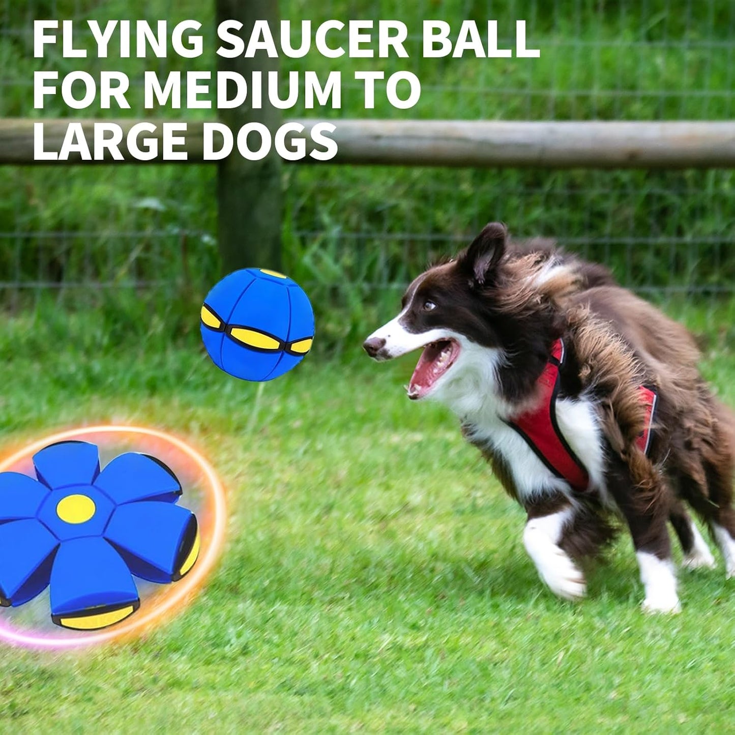 A Transforming Dog Toy Ball That Pops into a Flying Disc for Outdoor Fetch Play