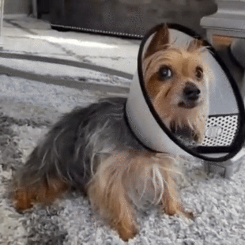 Protective Pet Collar | Lightweight Transparent Recovery Cone for Dogs & Cats