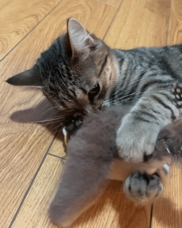 Flapping Bird Toy | Interactive Cat Toy – Catnip Chase Play